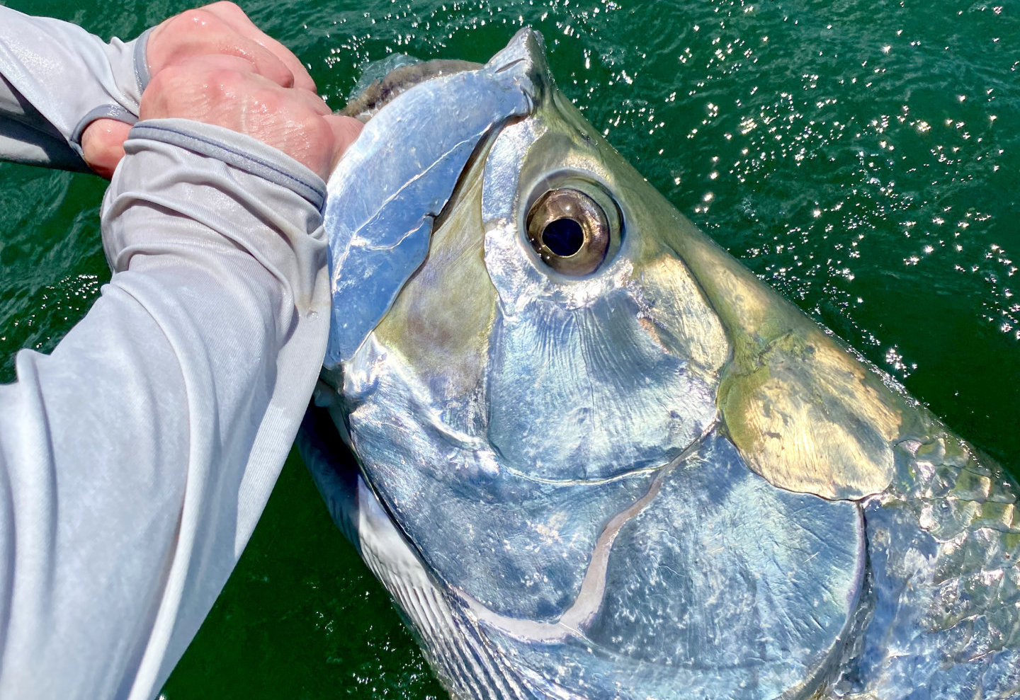 Jack crevalle on fly tackle